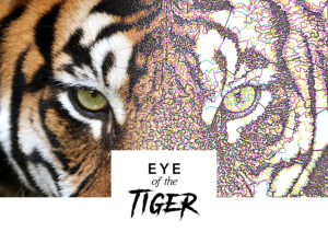 Eye of the Tiger - Reef Photo Stitch