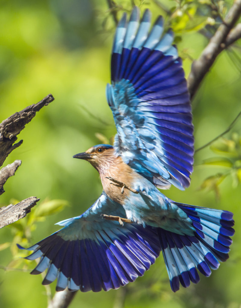 Bluebird photo